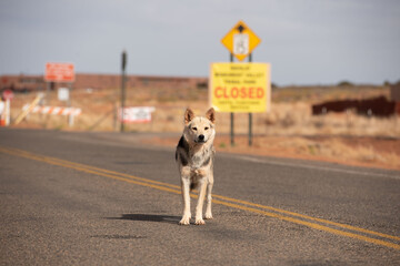 Rez Dog, Monument Valley, Arizona
