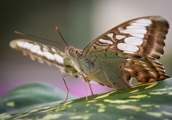 Butterflies Of The Central Part Of Russia. Morning awakening