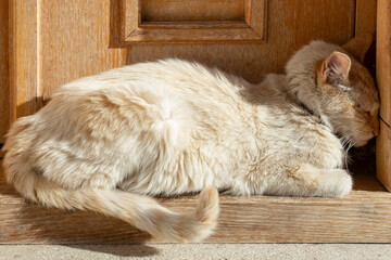 old cat sleeping ,Pressing Its Head Against a  Wall,  Nervous system disorder