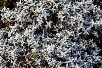 Snow-in-summer (Cerastium tomentosum) leaves in a garden