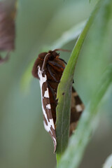 muchy, mucha, ćma, ćmy, motyle, pająki, pająk, macro zwierzęta, makro, zwierzęta z łąki, łąka, lato © Follow the Sun