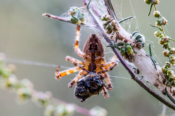 muchy, mucha, ćma, ćmy, motyle, pająki, pająk, macro zwierzęta, makro, zwierzęta z łąki, łąka, lato © Follow the Sun