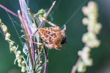 muchy, mucha, ćma, ćmy, motyle, pająki, pająk, macro zwierzęta, makro, zwierzęta z łąki, łąka, lato © Follow the Sun