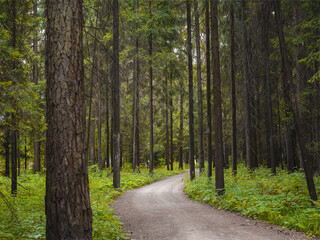 mysterious path in middle of wooden coniferous forrest, surrounded by green bushes leaves and ferns. Moscow region Russia