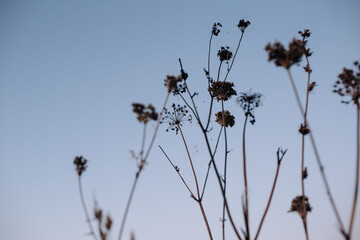 Dry stems on sunset against blue sky. Calm and natural background.