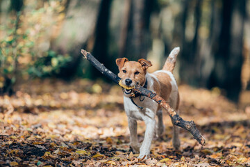 Amazing fox-terrier in an autumn forest jumping around and having fun.  - obrazy, fototapety, plakaty