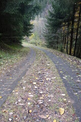 Obraz premium Concrete driveway for heavy vehicles in the German forests, Züsch, Neuhütten, Rhineland Palantinate, Germany 