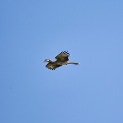 Grautoko, Lophoceros nasutus