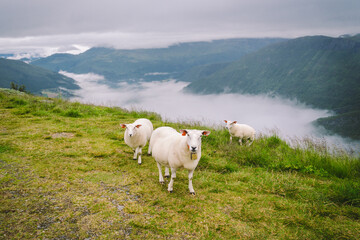sheeps on mountain farm on cloudy day. Norwegian landscape with sheep grazing in valley. Sheep on...