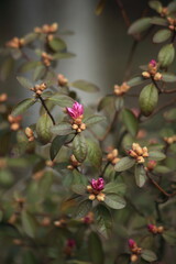 The beginning of flowering of pink rhododendron. Spring flowers. High quality photo