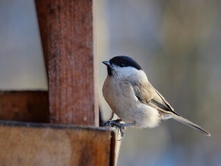 Obraz premium spotted woodpecker