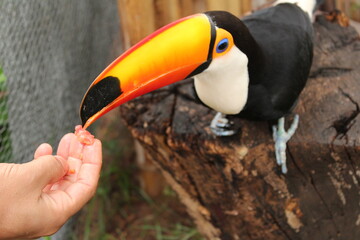 Naklejka premium toucan on a branch