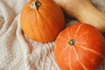Hello autumn. Pumpkins on cozy knitted sweaters.  Happy Thanksgiving and Happy Halloween, Cozy autumn season. Orange and yellow squashes and pumpkins on cloth