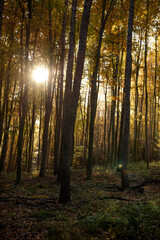 Autumn forest, autumn leaves, fall nature. Forest with sunlight. Warm autumn day outdoors. Bakony, Hungary