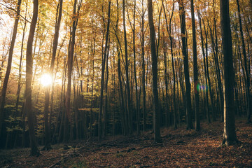 Autumn forest, autumn leaves, fall nature. Forest with sunlight. Warm autumn day outdoors. Bakony, Hungary
