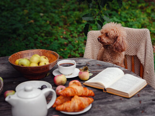 beautiful autumn still life in apple orchard, cute brown poodle dog sitting at table with apples, tea set and book, idea and concept of harvesting, abundance and autumn lifestyle