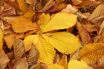 Etude with leaves of a chestnut tree