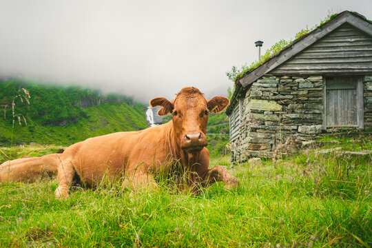 Funny brown cow on green grass in a field on nature in scandinavia. Cattle amid heavy fog and mountains with a waterfall near an old stone hut in Norway. Agriculture in Europe