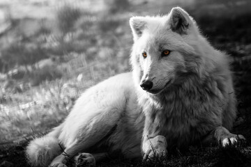 Nordic wolf