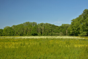 Lush green spring marshland and forest in bourgoyen nature reserve, Ghent, Flanders, Belgium