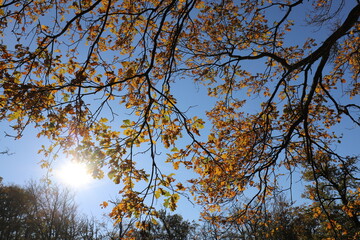 beautiful branches with colorful leaves in sunny autumn forest. natural background