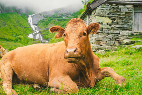 Funny brown cow on green grass in a field on nature in scandinavia. Cattle amid heavy fog and mountains with a waterfall near an old stone hut in Norway. Agriculture in Europe