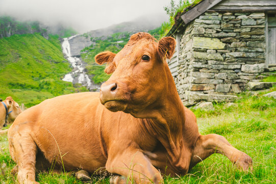 Funny brown cow on green grass in a field on nature in scandinavia. Cattle amid heavy fog and mountains with a waterfall near an old stone hut in Norway. Agriculture in Europe