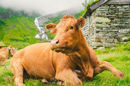 Funny brown cow on green grass in a field on nature in scandinavia. Cattle amid heavy fog and mountains with a waterfall near an old stone hut in Norway. Agriculture in Europe