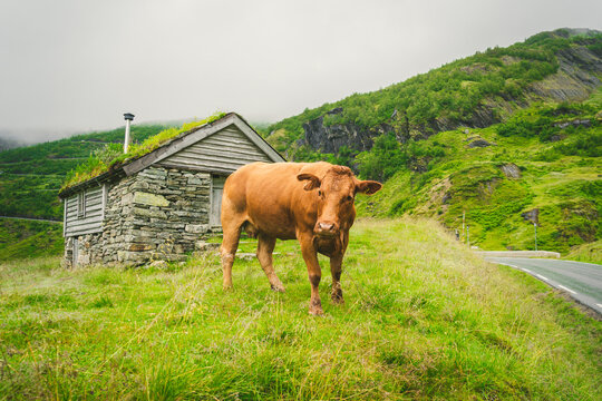 Funny brown cow on green grass in a field on nature in scandinavia. Cattle amid heavy fog and mountains with a waterfall near an old stone hut in Norway. Agriculture in Europe