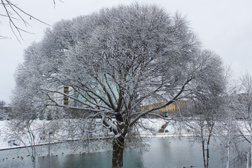 Snow-covered willow in the park
