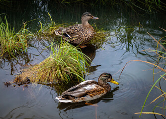mallard duck in water among thickets of grass. 