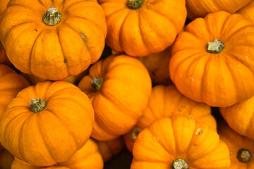 Orangene Zierkürbisse von oben