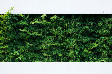 Bamboo leaves in a big white wall, Pudong district, Shanghai, China.