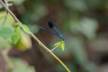 Close up of the Calopteryx syriaca, known commonly as the Syrian demoiselle, native to the southern