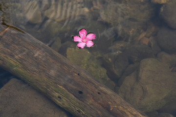 Small Pink flower floating on clear shallow water