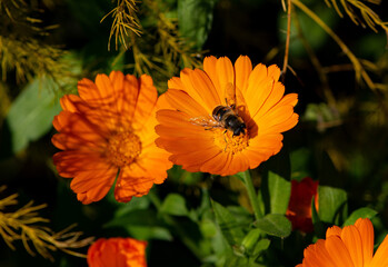 A bee on a calendula flower collects pollen on a sunny day. - obrazy, fototapety, plakaty