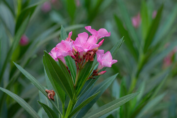 Close up of  a Nerium oleander, commonly known as oleander or nerium, usually associated with the...