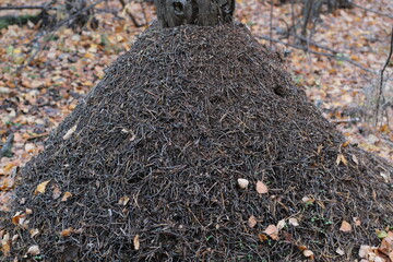 Big anthill in the woods. Big anthill with colony of ants in summer forest