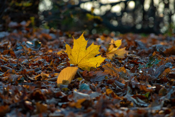 A bright autumn yellow leaf lies on the ground.