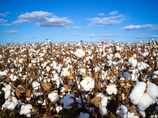 cotton field