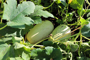 Obraz premium Two sweet pumpkins growing in the summer
