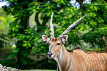Impala resting  in natural reserve