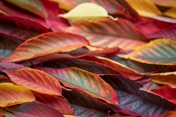 Beautiful colorful autumn leaves. Autumn leaf colorful texture. Autumn mood background.