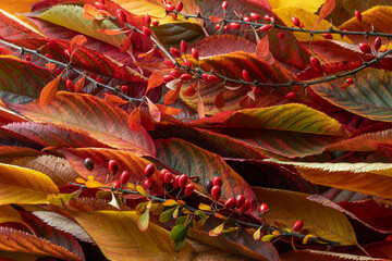Beautiful colorful autumn leaves. Autumn leaf colorful texture. Autumn mood background.