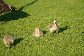Baby goose waddle