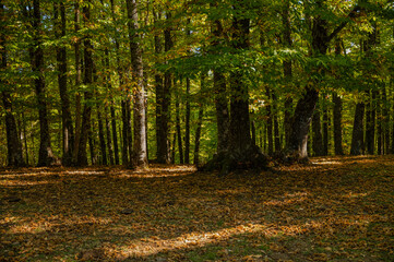 Landscape of chestnut trees forest in autumn, in El Tiemblo, Avila, Castilla y leon, Spain