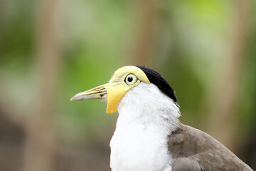 A type of bird called "trulek jawa" (Vanellus macropterus). Yogyakarta, Indonesia - September 2014.