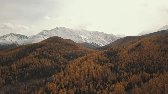 Altai Republic, Siberia, Russia. Aerial view of the autumn winter forest in the snow on the mountain and snowy mountains. Cold wild landscape: golden yellow foliage of trees with snow on the hill