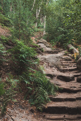 Nautral Stairs in the green yellow forest