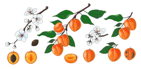 Cartoon vector set of apricot icons. Juicy and ripe summer fruits. Branches with flowers, apricots, halves, stone and rotten apricot. Natural and healthy food. Drawing isolated on white background